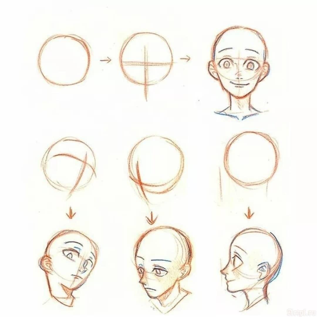 Анатомия лица для рисования для начинающих