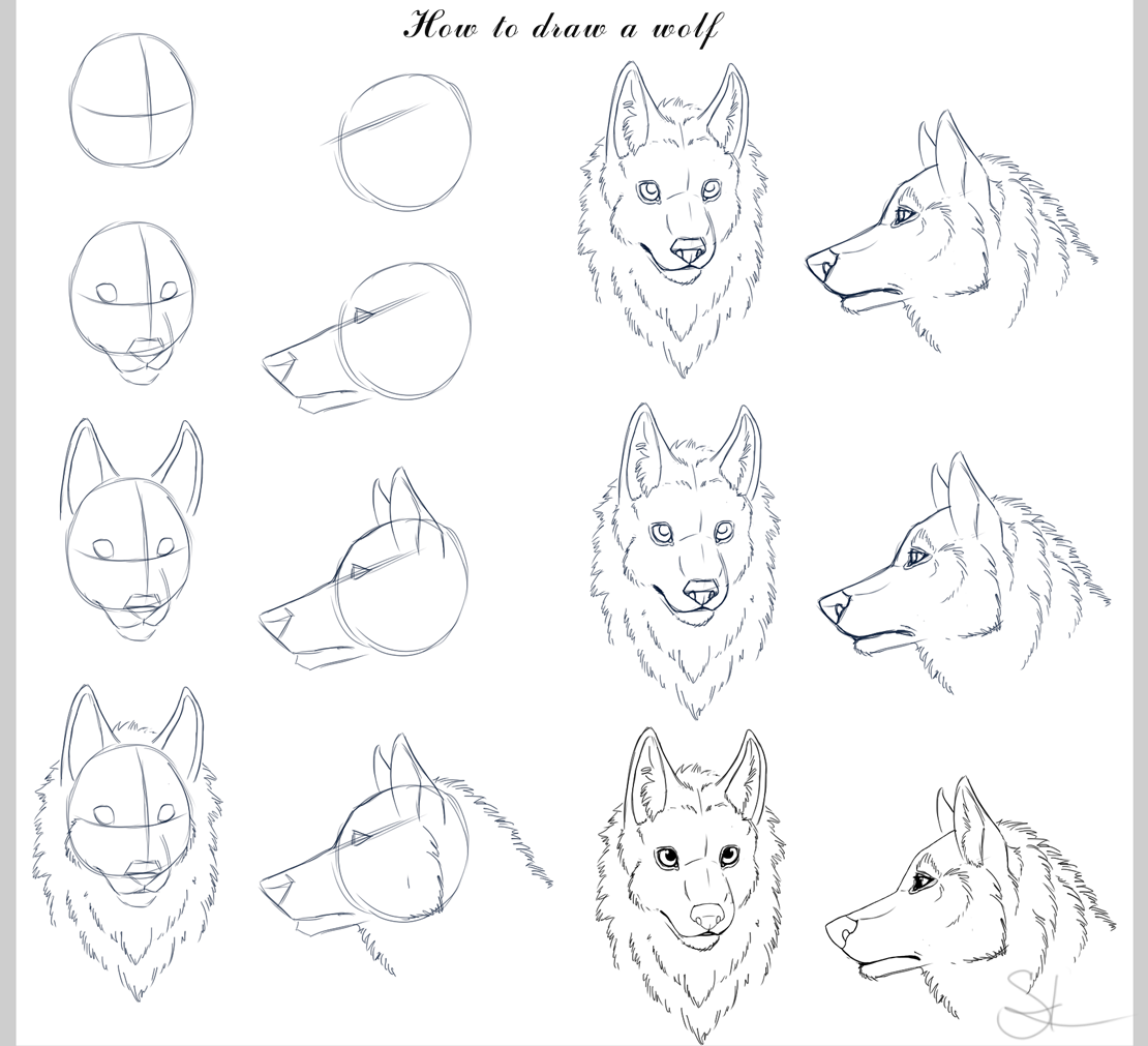 Морда волка сбоку рисунок. Пошаговое рисование волка. Поэтапное рисование головы волка. Схема поэтапного рисования волк. Волк поэтапно для детей