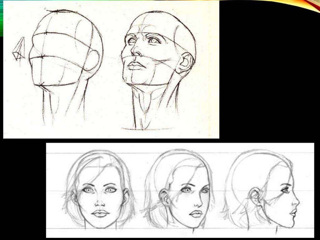 Рисунок лица 1 3. Пропорции лица человека профиль и анфас. Рисунок головы человека в профиль и анфас. Пропорции лица для рисования. Рисование лица человека.