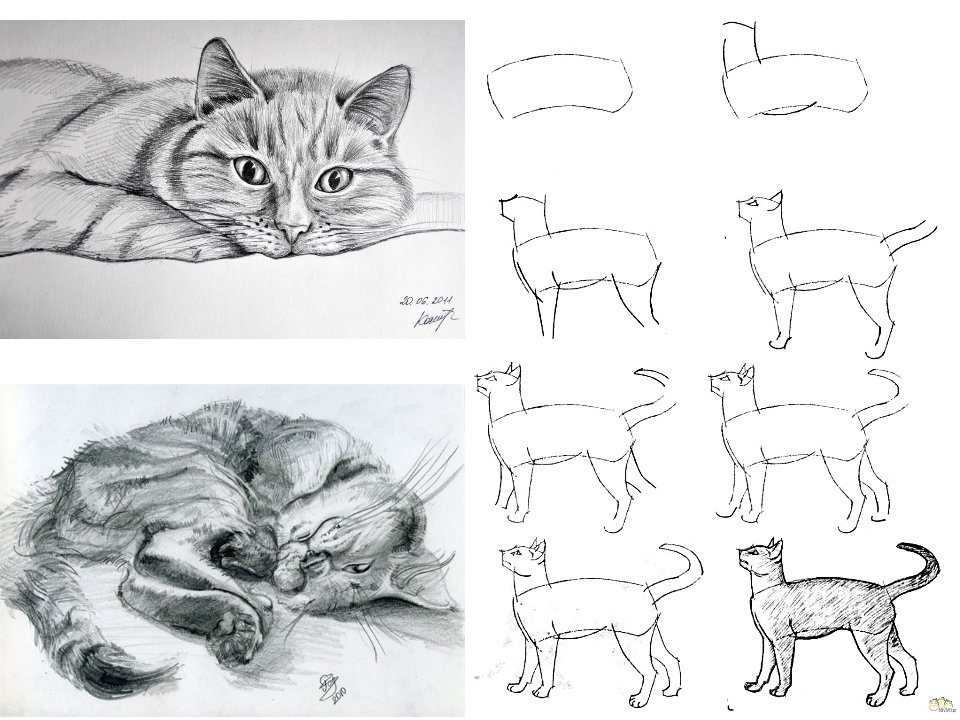 Изобразить характер животного. Наброски домашних животных. Кошка рисунок карандашом. Схема рисования кошки. Наброски кошек карандашом.