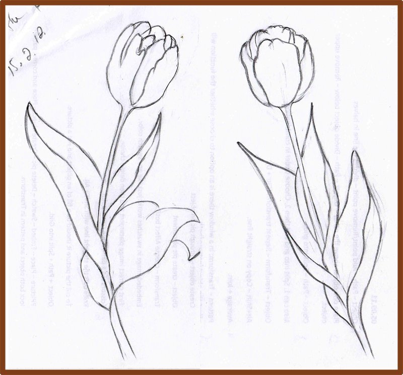 Рисунки карандашом тюльпаны карандашом