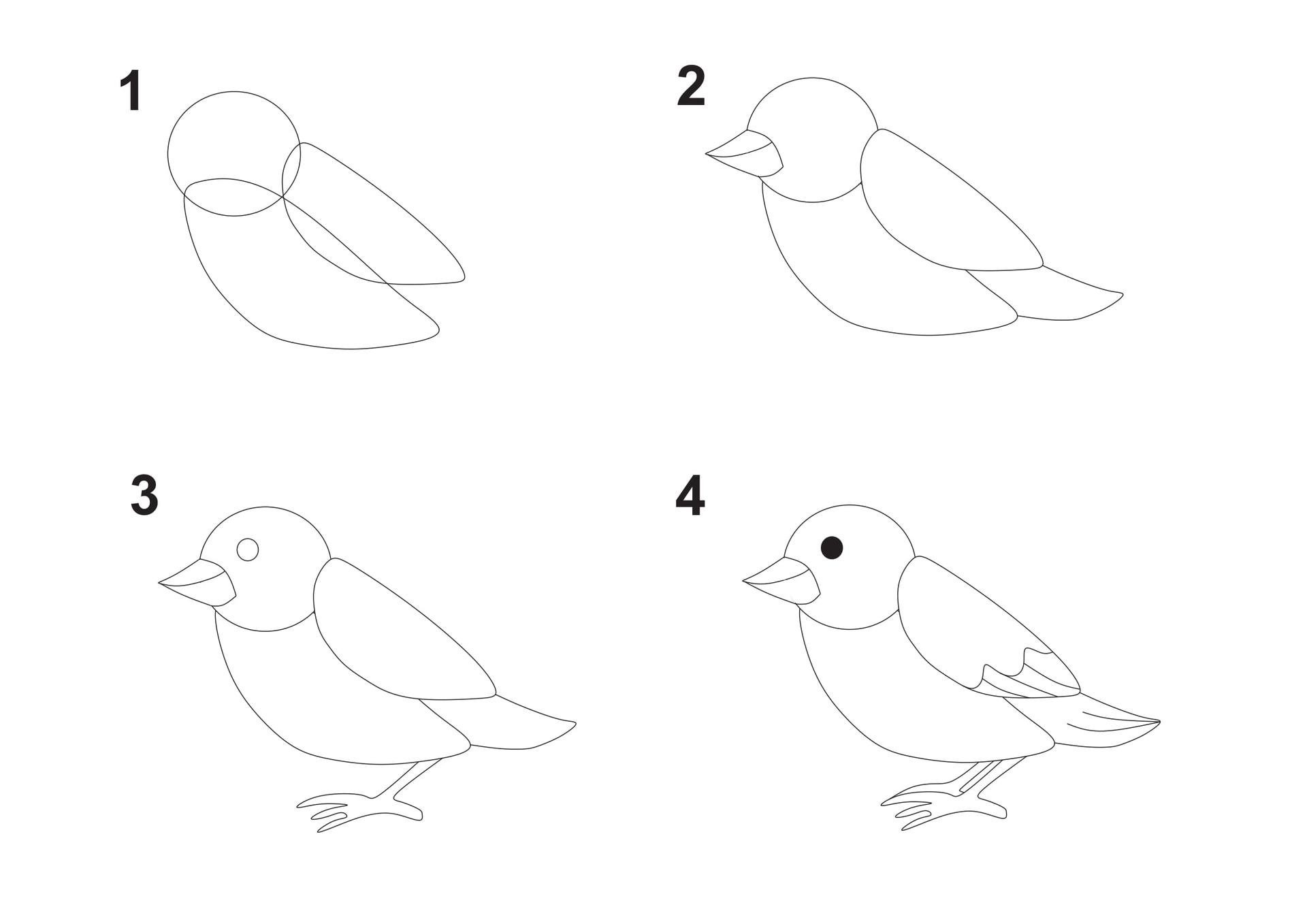 Этапы рисования птицы