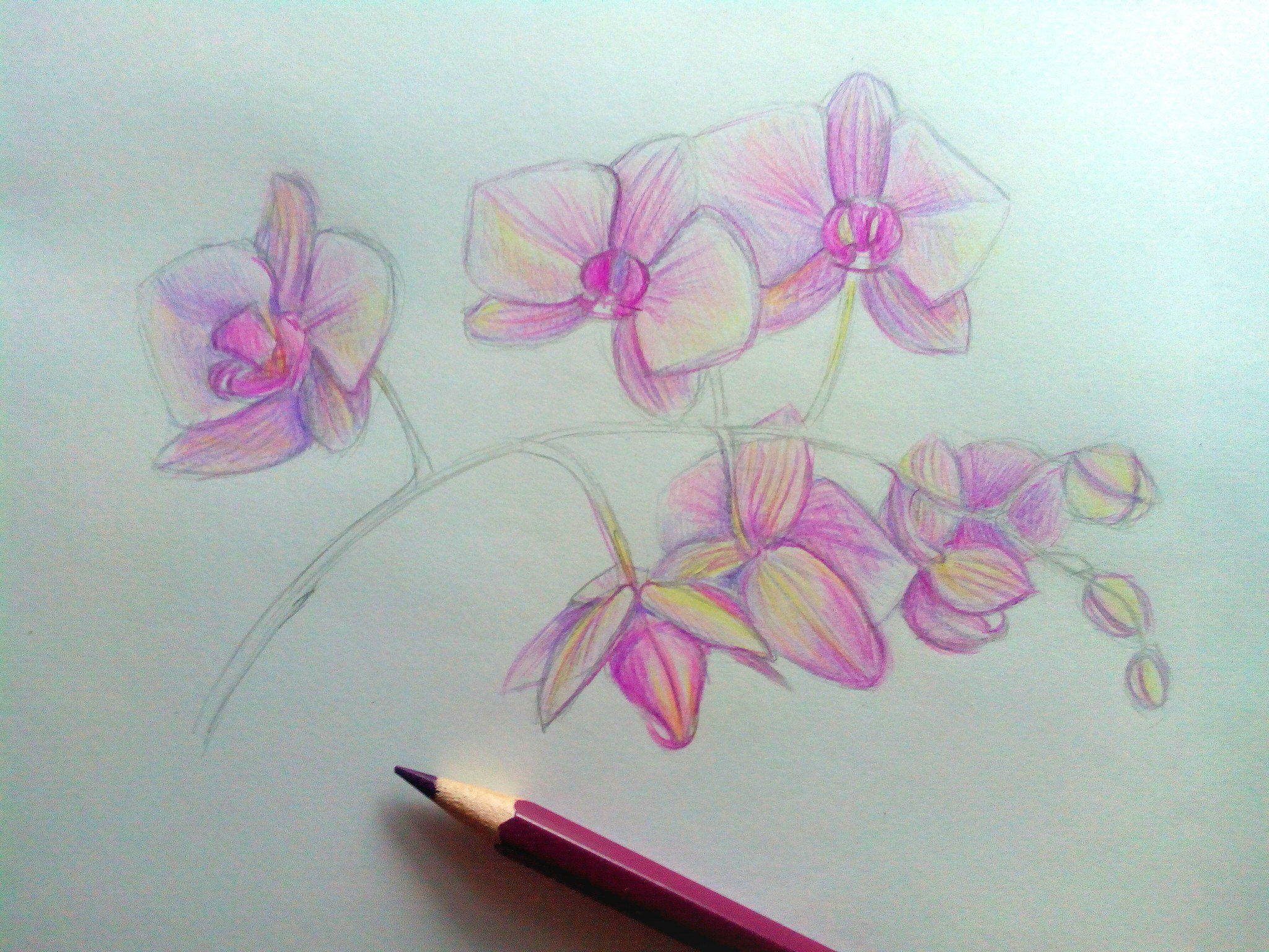 Орхидея поэтапное рисование