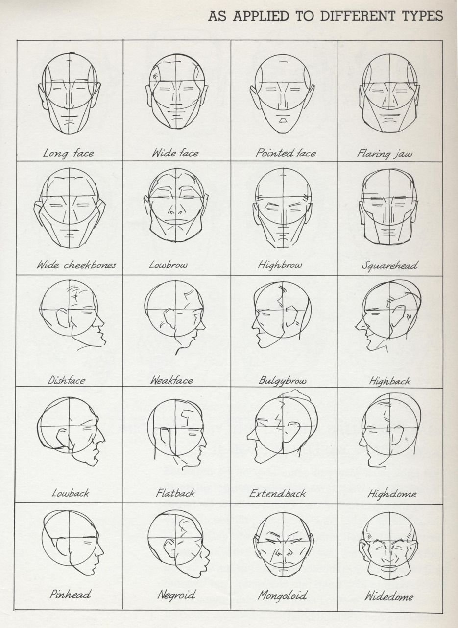 Пропорции головы человека для начинающих