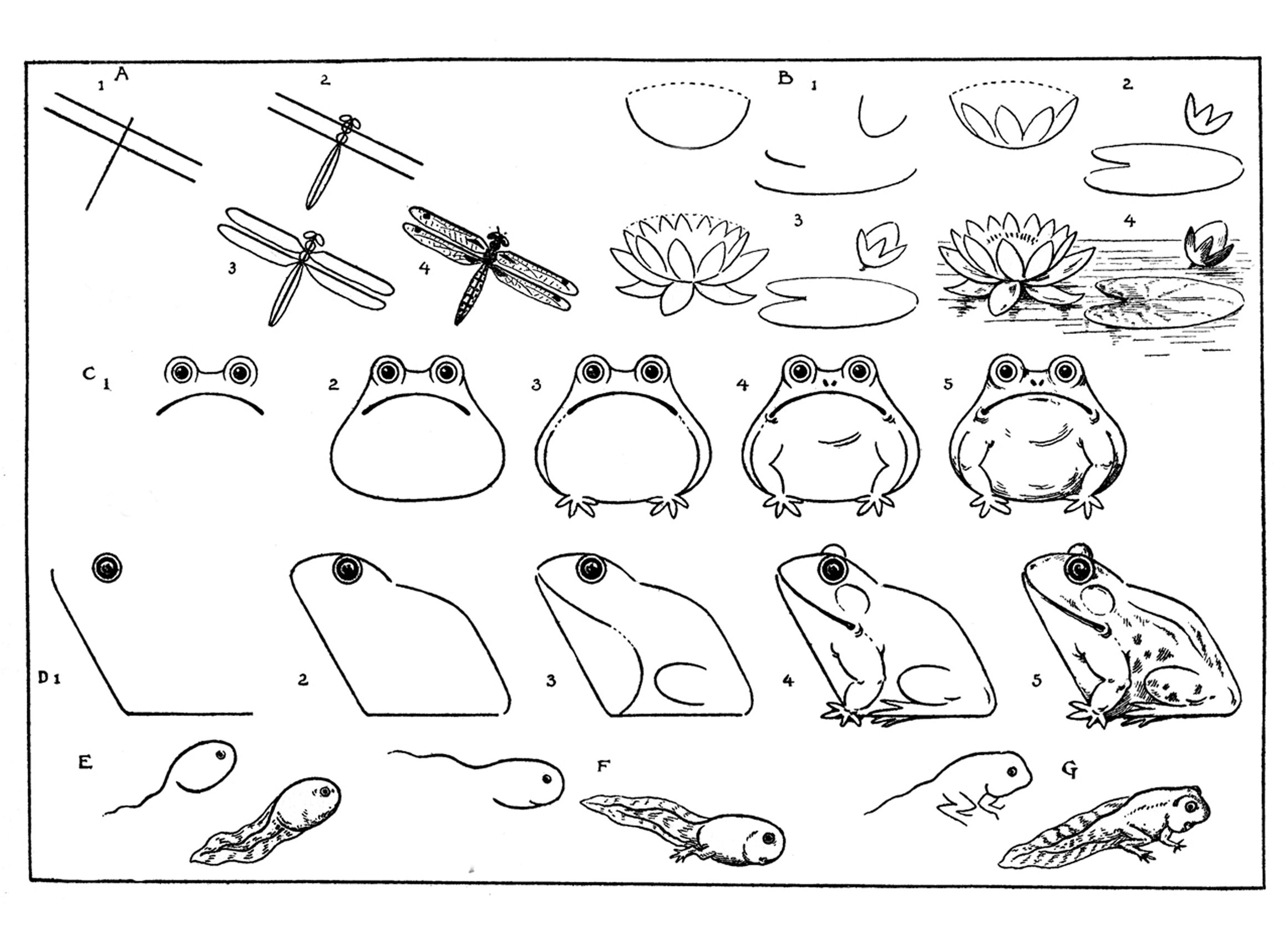 Рисунок лягушки для детей поэтапно легко карандашом