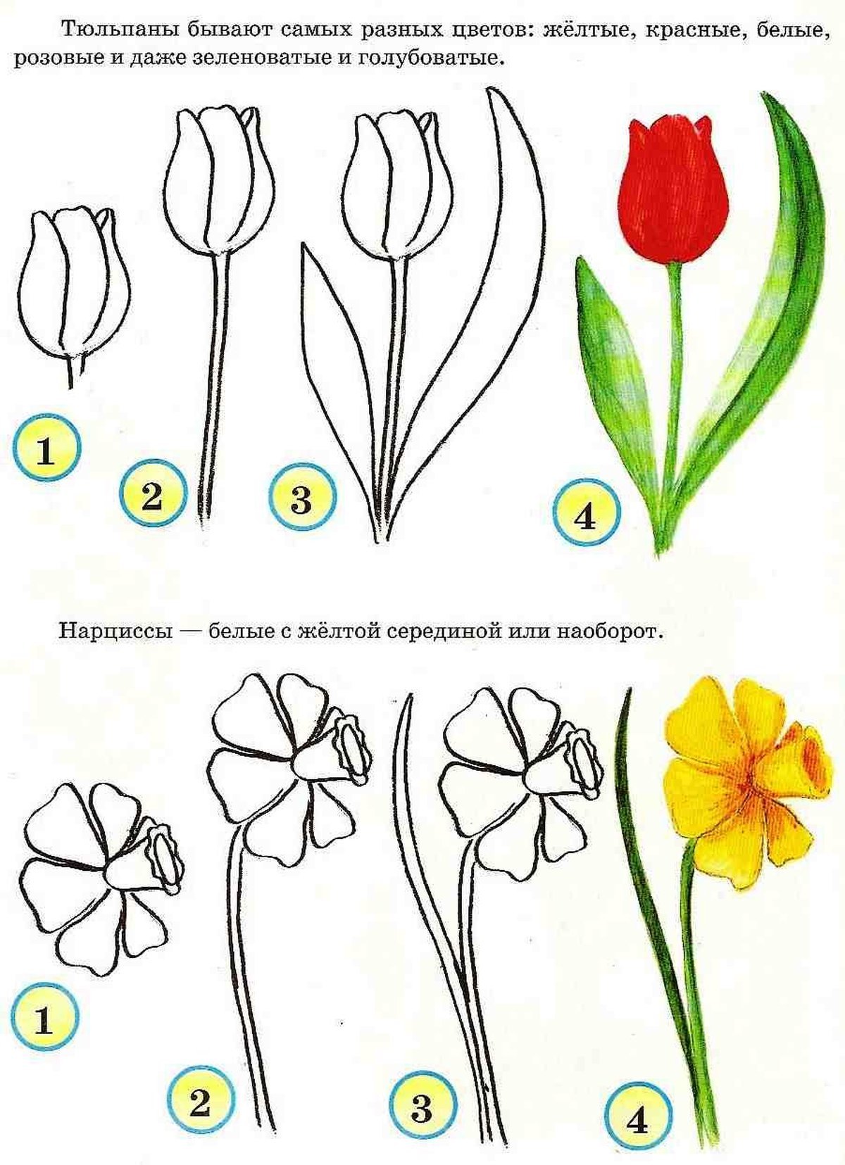Как можно нарисовать цветок. Рисование цветов пошагово. Простые цветы для рисования. Схемы рисования цветов. Этапы рисования цветов для детей.