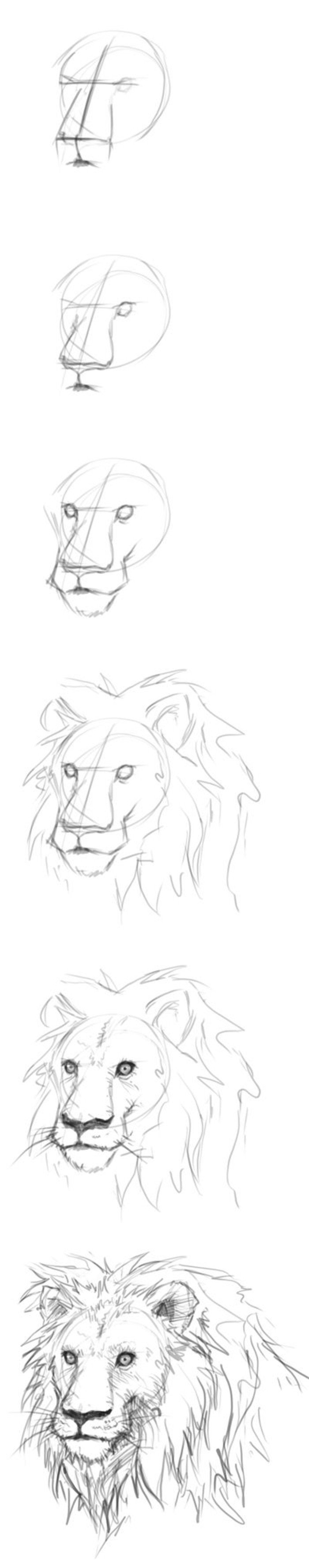 Поэтапное рисование карандашом Льва