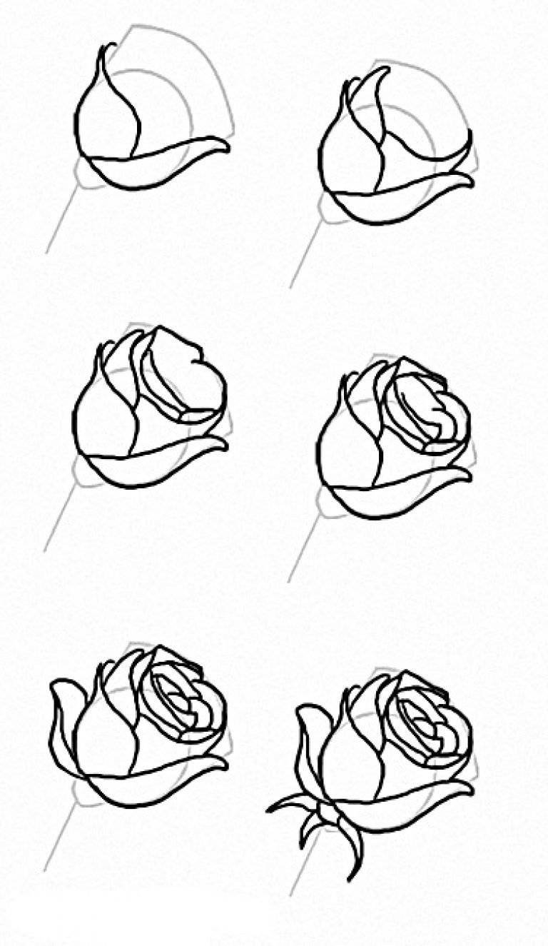 Роза карандашом для начинающих