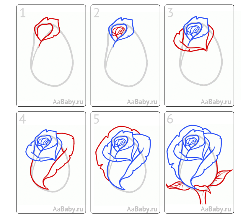 Рисование розы. Схема рисования розы. Рисуем розу поэтапно. Поэтапное рисование розы карандашом.