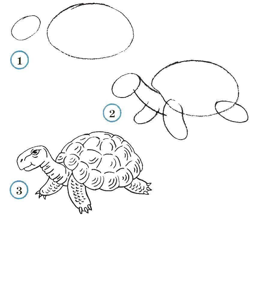 Как нарисовать черепашку по частям