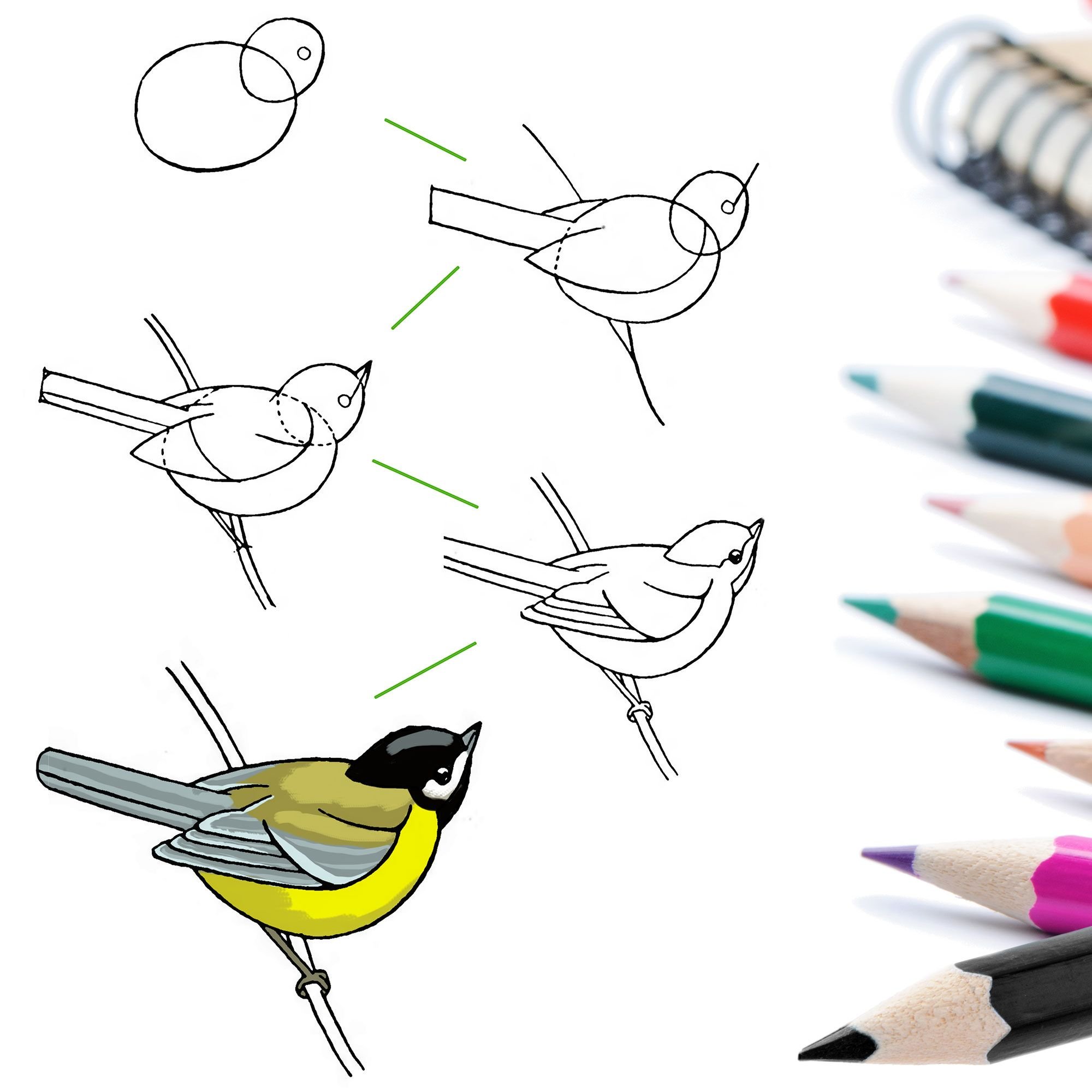 Уроки рисования птиц