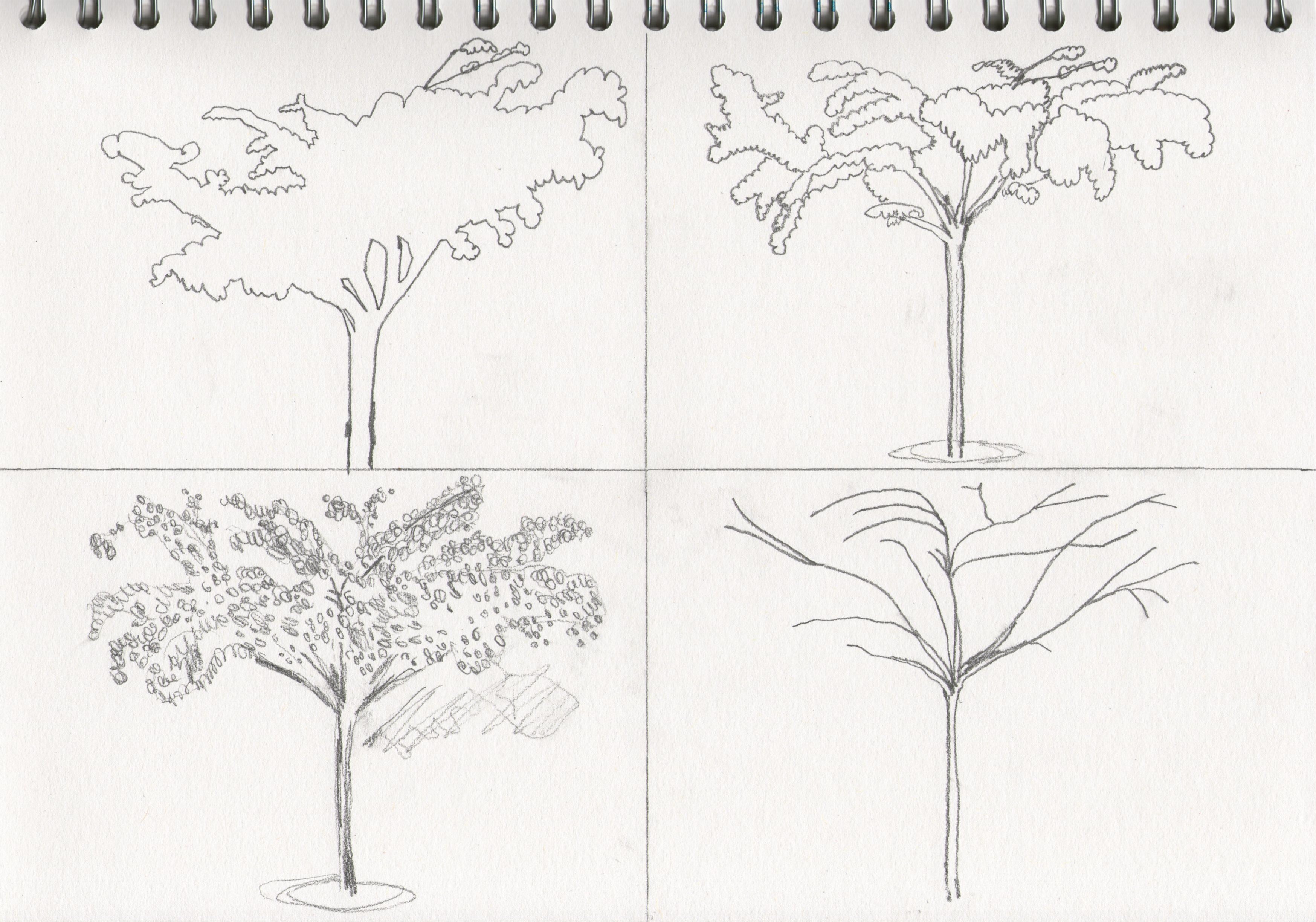 Нарисовать дерево карандашом поэтапно