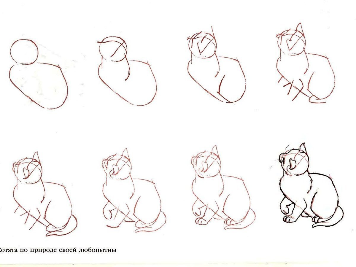 Уроки рисования кошек