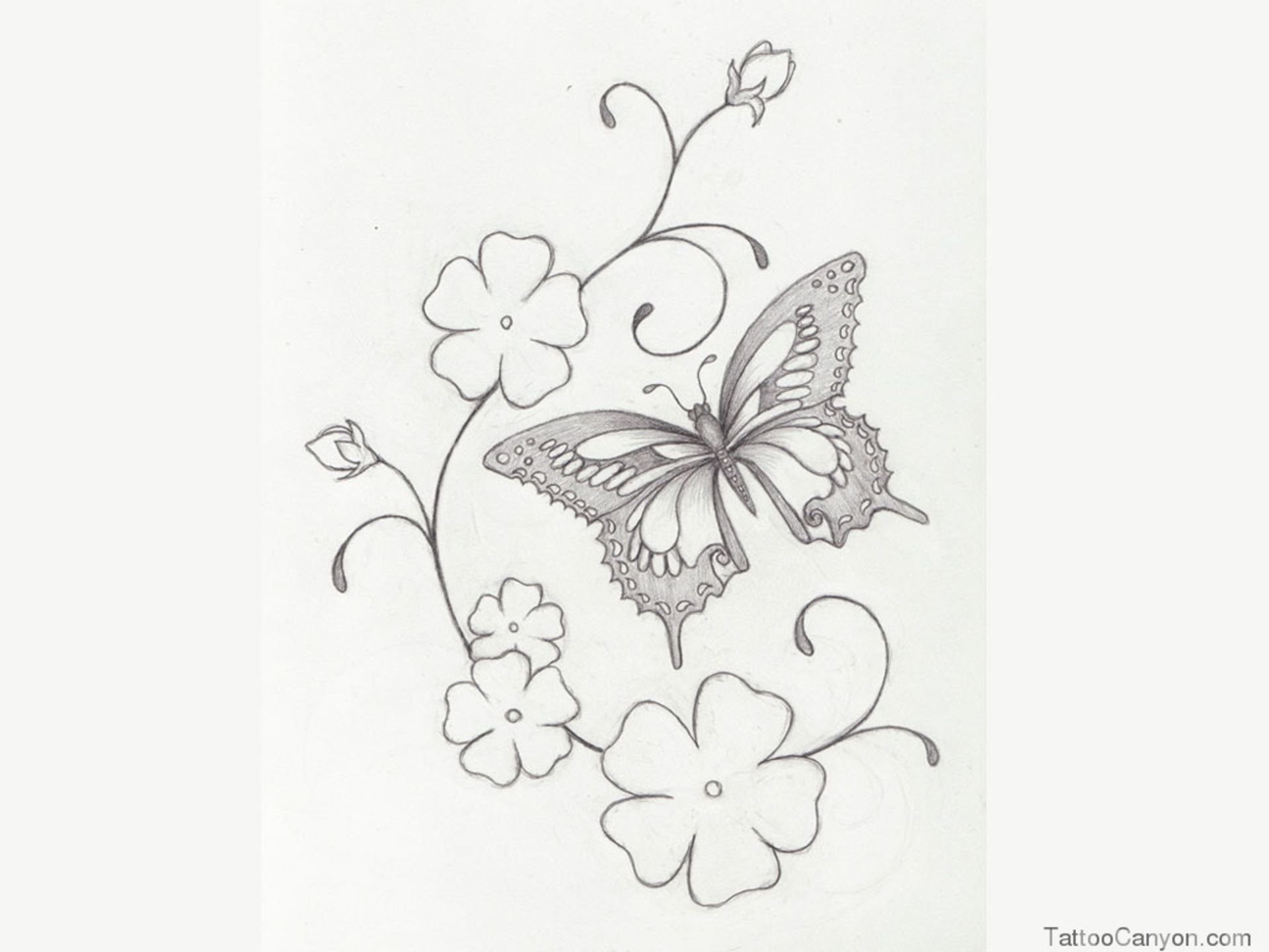Бабочка на цветке карандашом