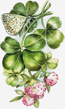 Клевер Ботаническая иллюстрация