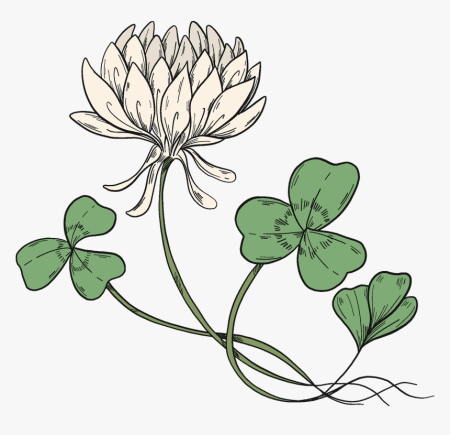 Клевер для срисовки