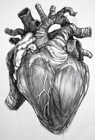 Человеческое сердце акварелью