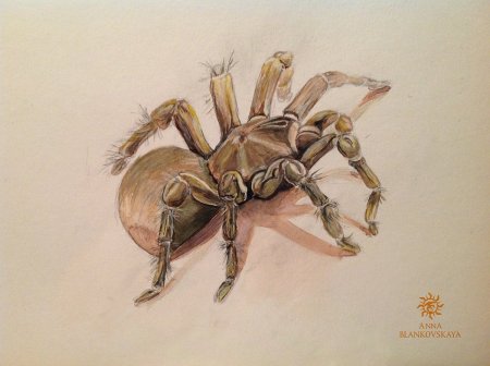 Паук рисунок акварелью