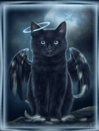 Чёрный кот