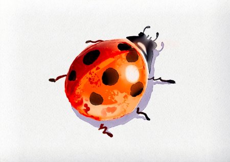 Божьи коровки