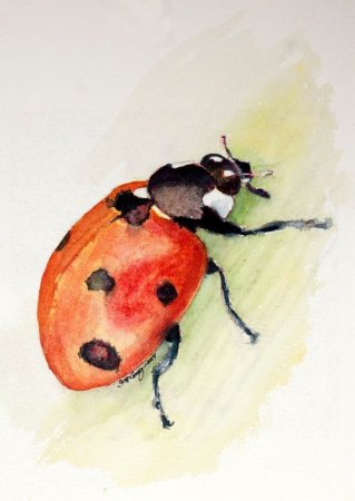 Божья коровка акварелью
