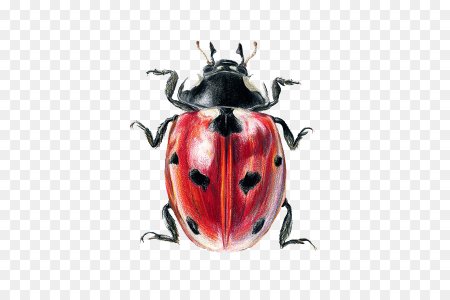 Божья коровка живопись