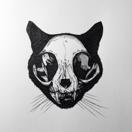 Кошачий череп эскиз