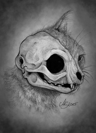 Череп кошки