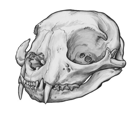 Череп кошки арт