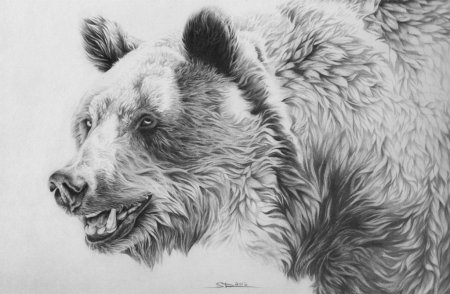 Медведь рисунок карандашом