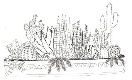 Ночная царица рисунок Кактус