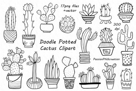 Дудлы кактусы и Суккуленты