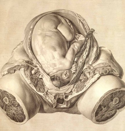 Рисование половых органов