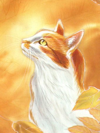 Коты Воители рыже белый кот