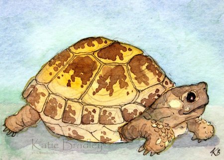 Черепаха рисунок