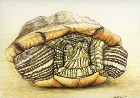 Красноухая черепаха акварелью