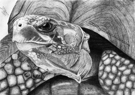 Черепашка в графике