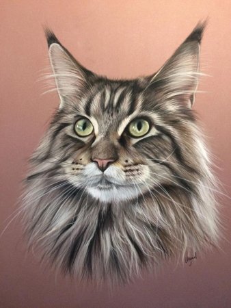 Коты Воители Мейн кун