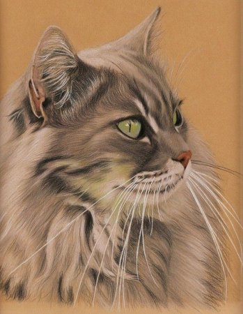 Алмазная мозаика Мейн куны
