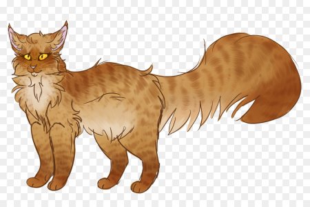 Коты Воители Мейн кун