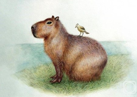 Капибара иллюстрация