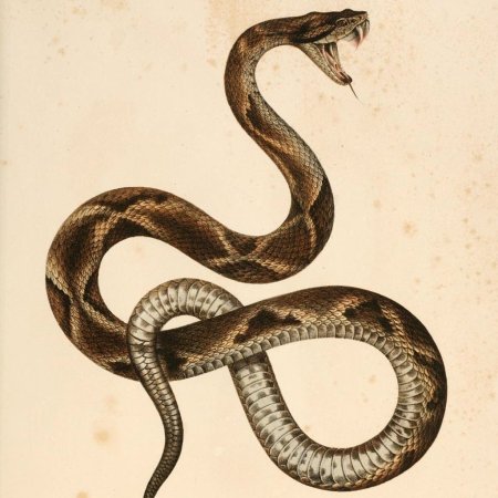 Змея извивается