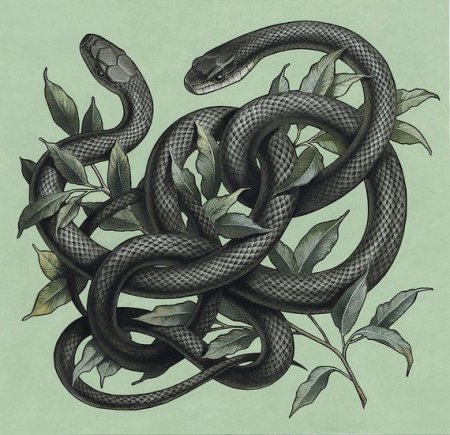 Тату клубок змей