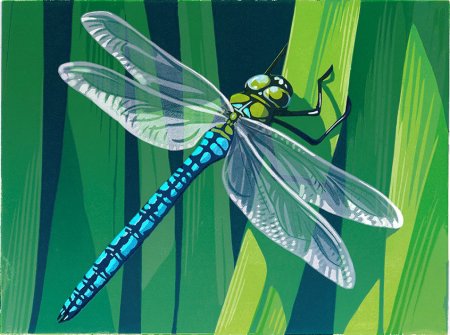 Стрекоза иллюстрация