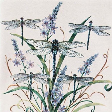 Stephanie pui mun Law Стрекоза