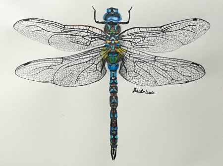 Стрекоза акварель