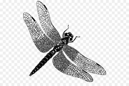 Стрекоза акрилом