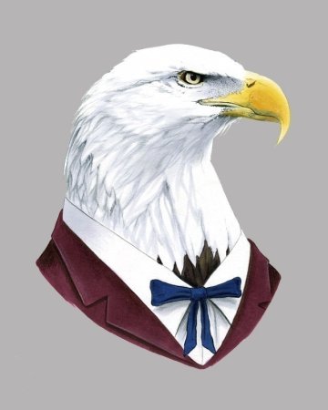 Белоголовый Орлан фурри