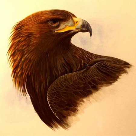 Беркут птица для детей