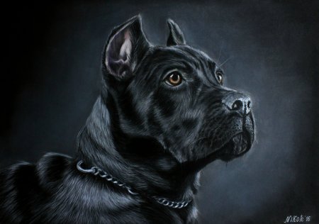 Кане Корсо арт